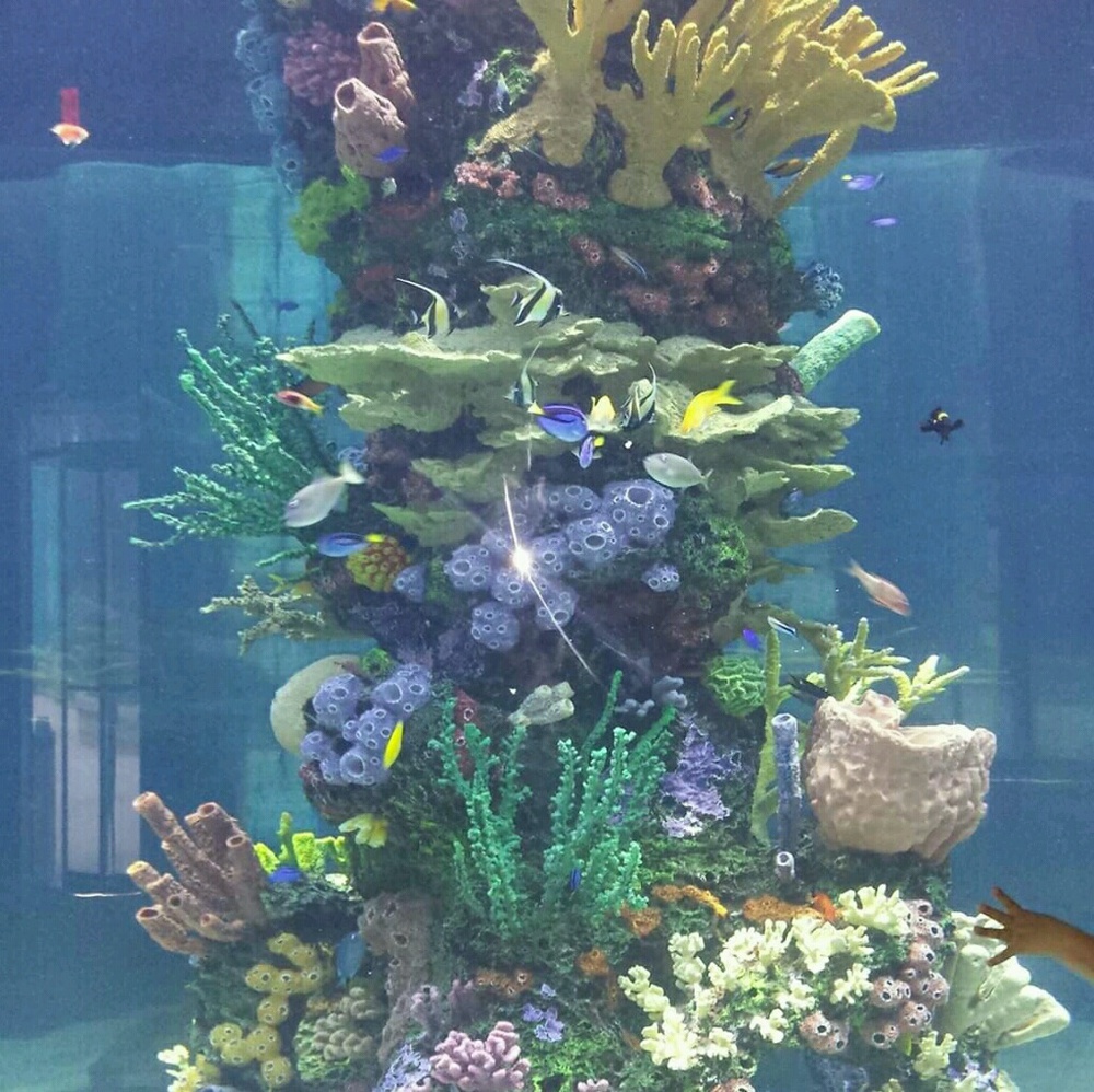 Meet your Posher, Lacey